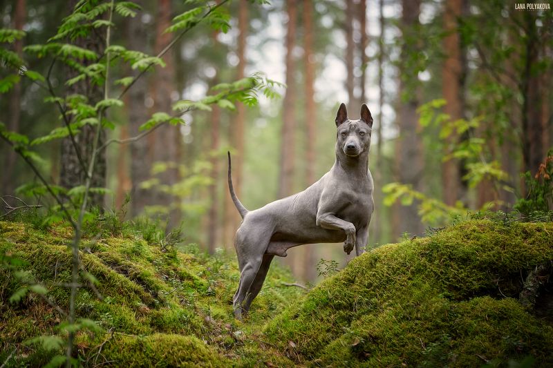 собака, таец, тайский риджбек, риджбек, лес Вихрь фото превью