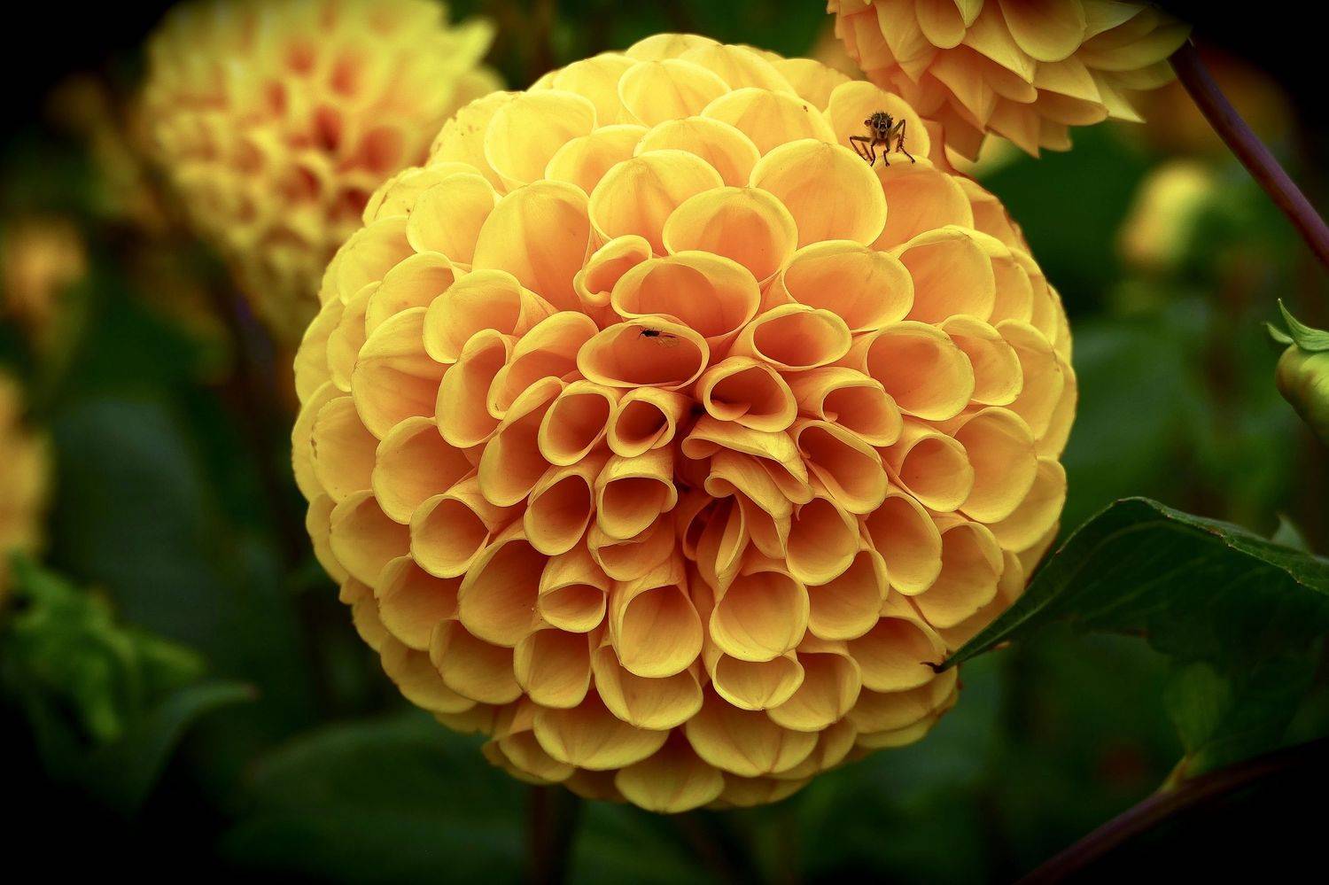 Macro, flora, yellow, dahlia, insekt, autumn, colors, nature, , Svetlana Povarova Ree
