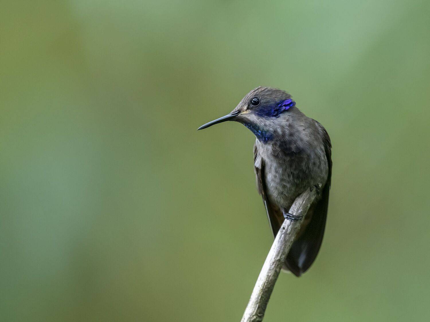 , Fernando Burgalin Sequeira