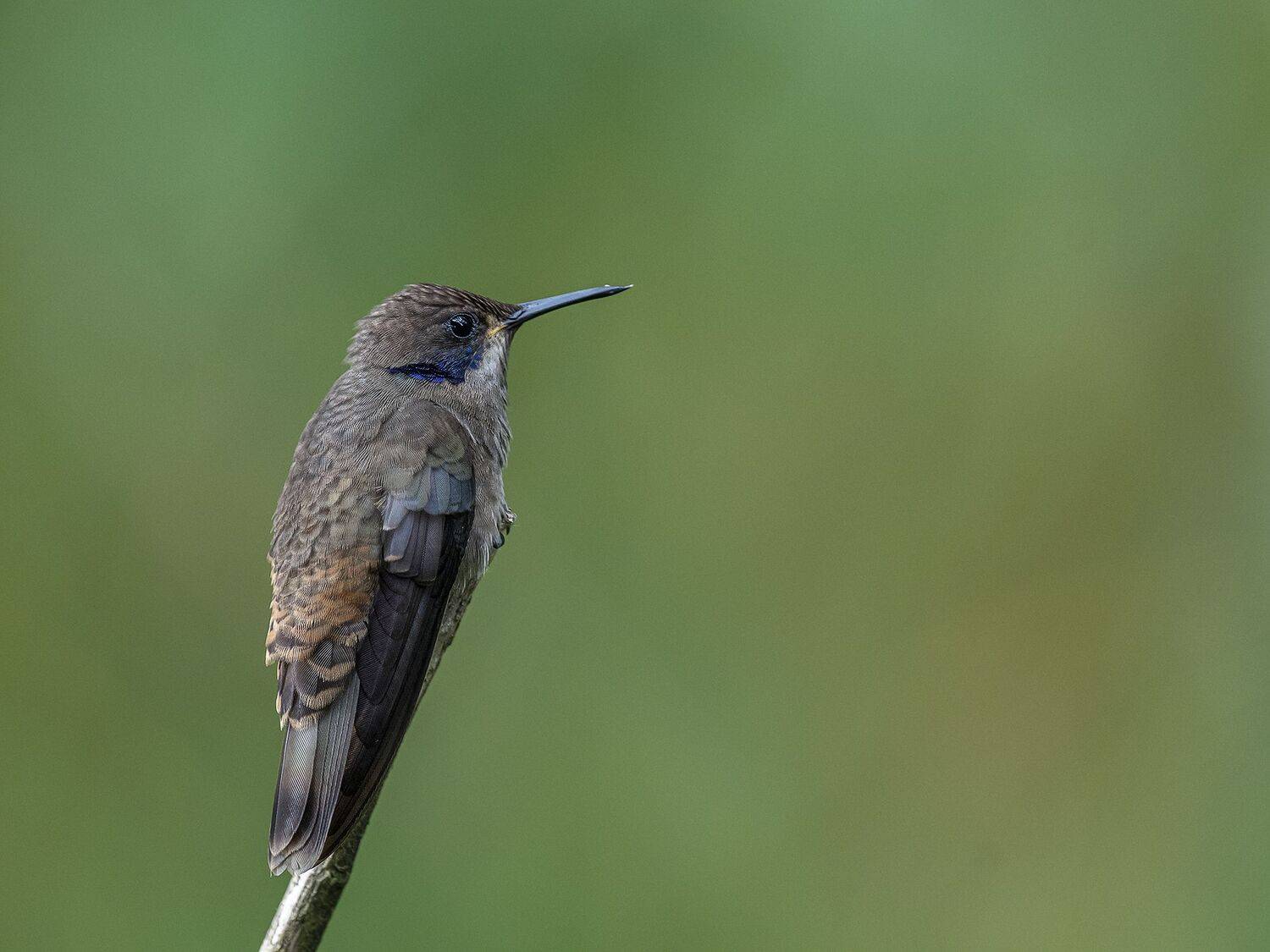 , Fernando Burgalin Sequeira