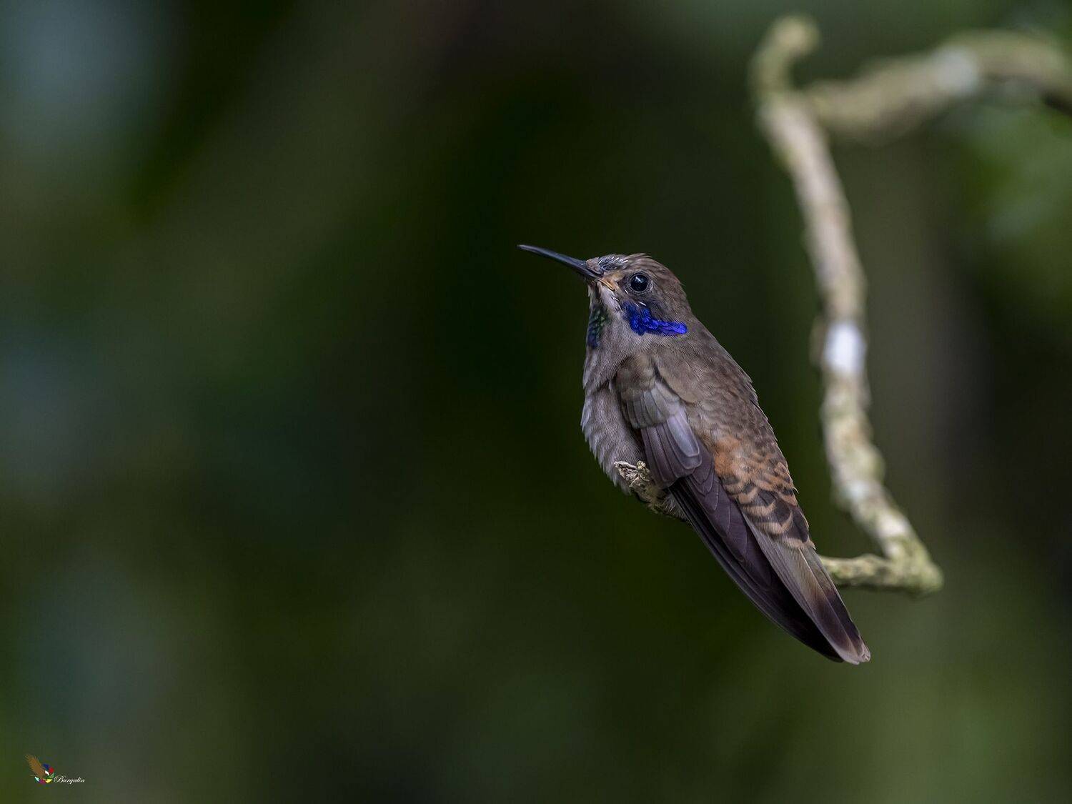 , Fernando Burgalin Sequeira