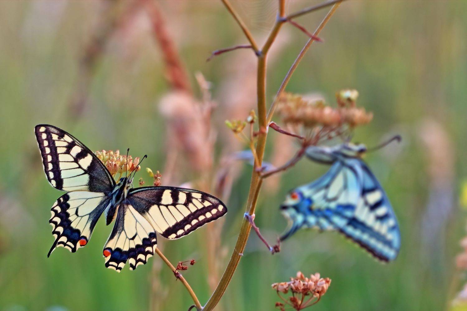 , Олег Резенов