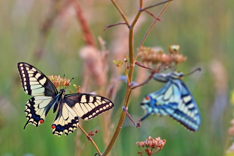 *** фото превью