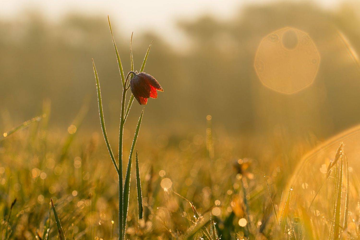 рябчик шахматовидный, первоцветы, цветы, flowers, primulas, fritillaria meleagroides, Алексей Юденков