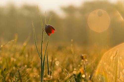 Рябчик шахматовидный