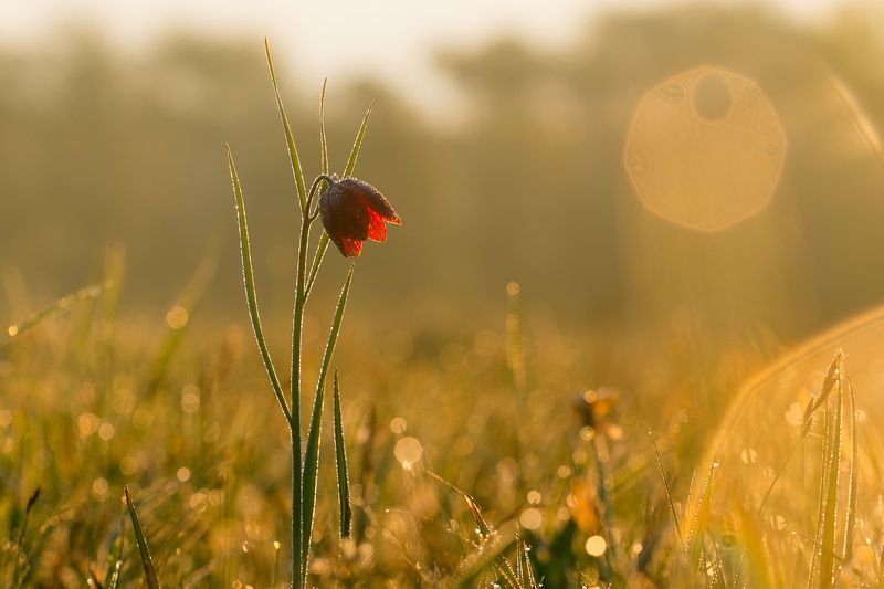 рябчик шахматовидный, первоцветы, цветы, flowers, primulas, fritillaria meleagroides Рябчик шахматовидный фото превью