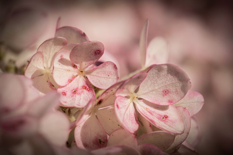 macro, flowers, nature Flowers фото превью