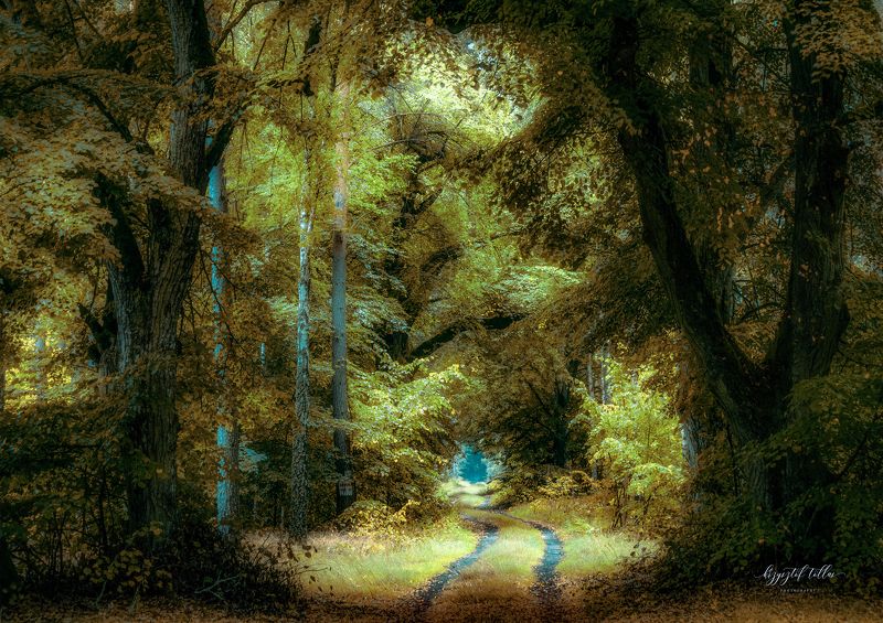 trees, nature, nature, forest road, light, leaf colors, forest atmosphere, morning, landscape, Nikon, forest Tree Magic фото превью
