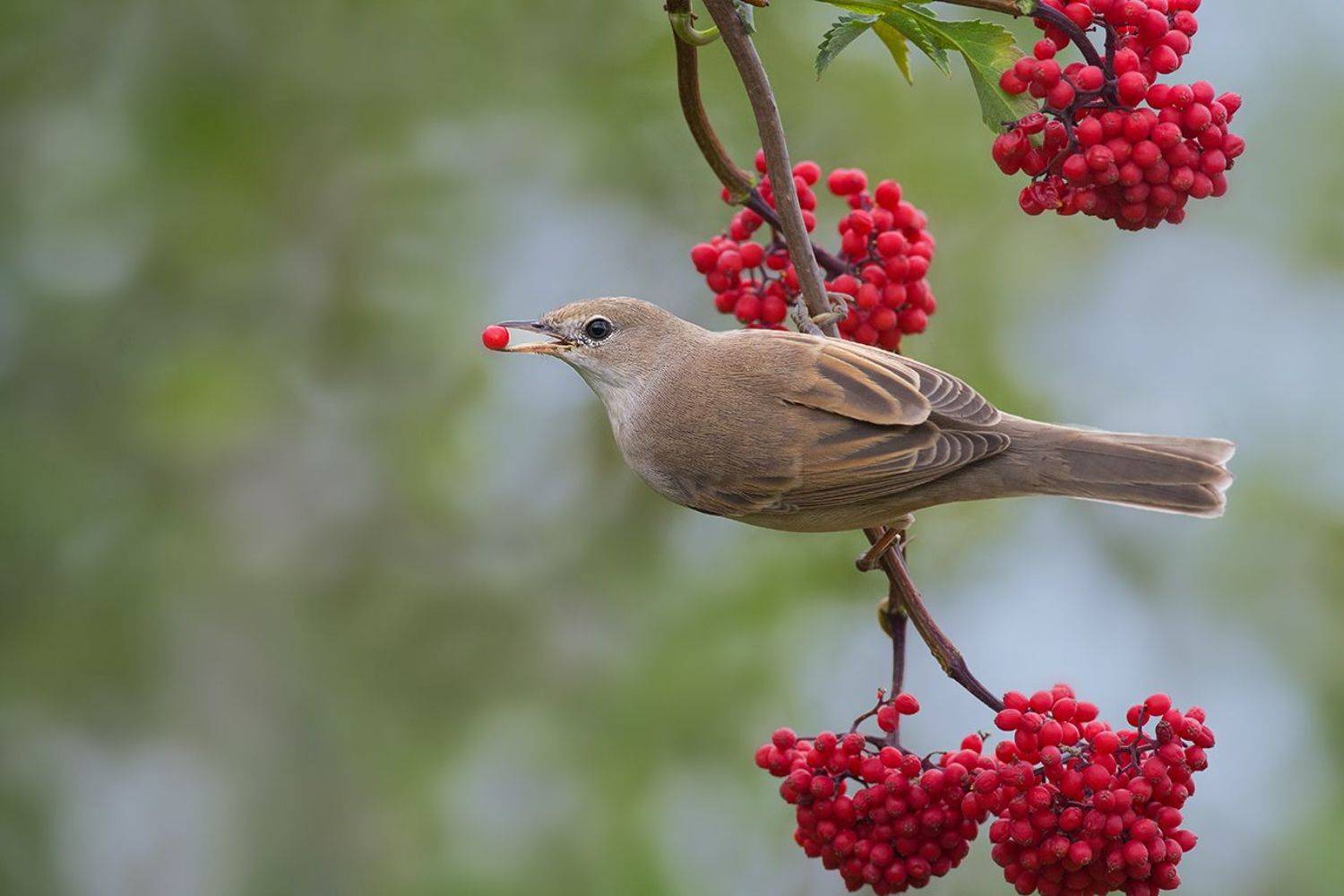 славка,бузина,ветка,еда, Иван