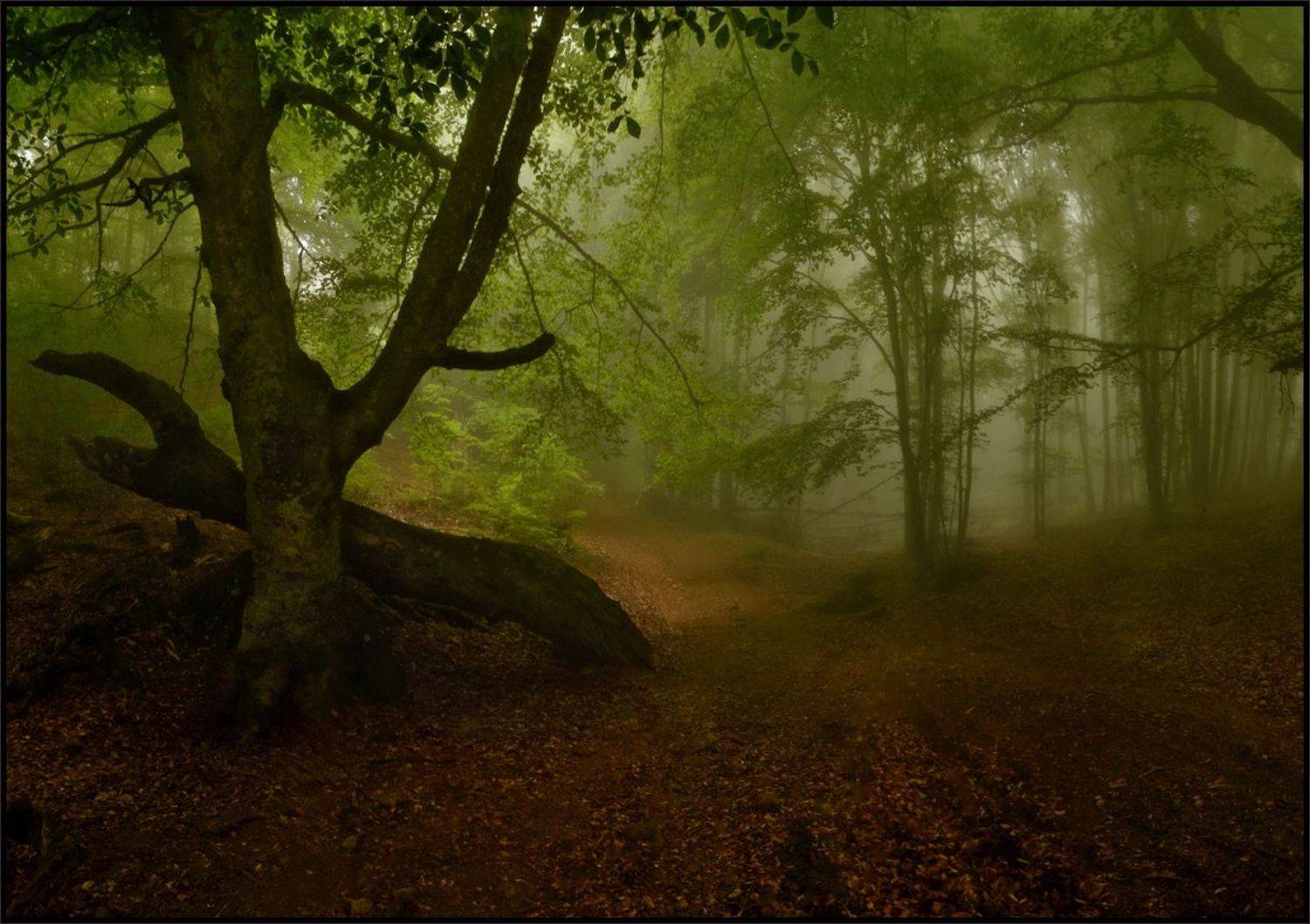 , Владимир Метцгер