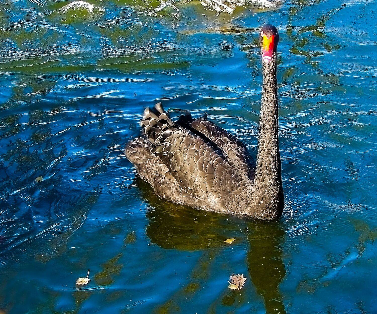 aquatic animal themes,wildlife,animal swimming,wavy,no people,nature water,birds high,outdoor view,duck,Nature,Water,Animal Wildlife,Bird,Animals In The Wild,Outdoors,Lake,Photography,Swan,Swimming,Animal,Water Birds,Day,Reflection, DZINTRA REGINA JANSONE