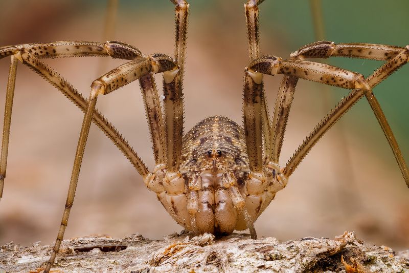 Сенокосец фото превью