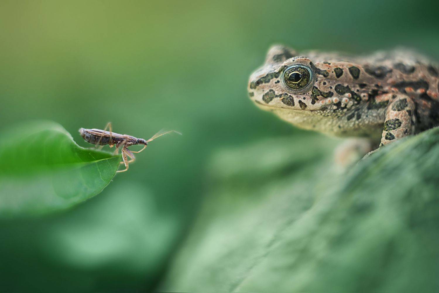 , Анастасия Думинская