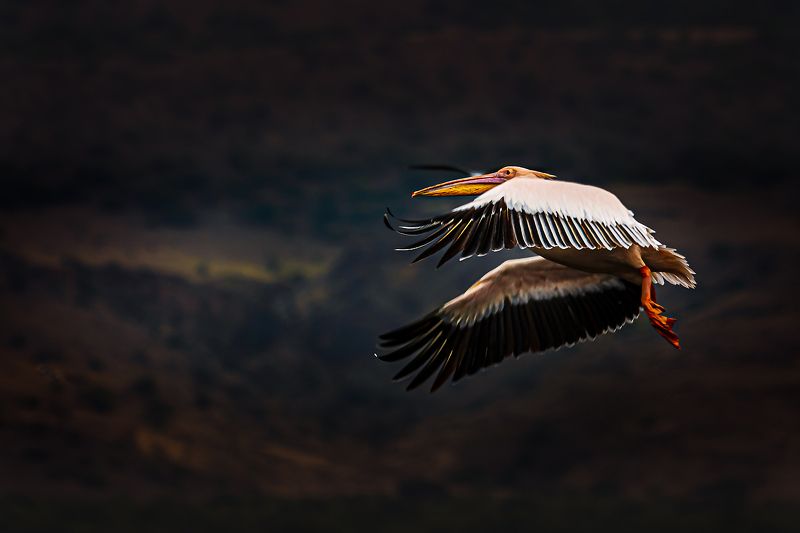 Pelikan z Natron фото превью