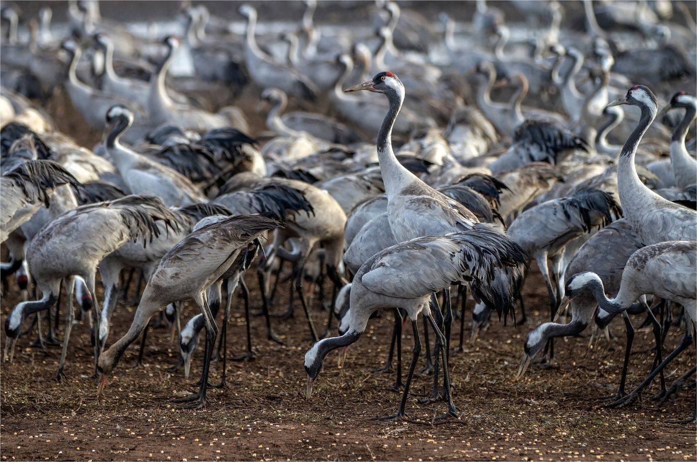заповедник хула,израиль, Валентина Булкина