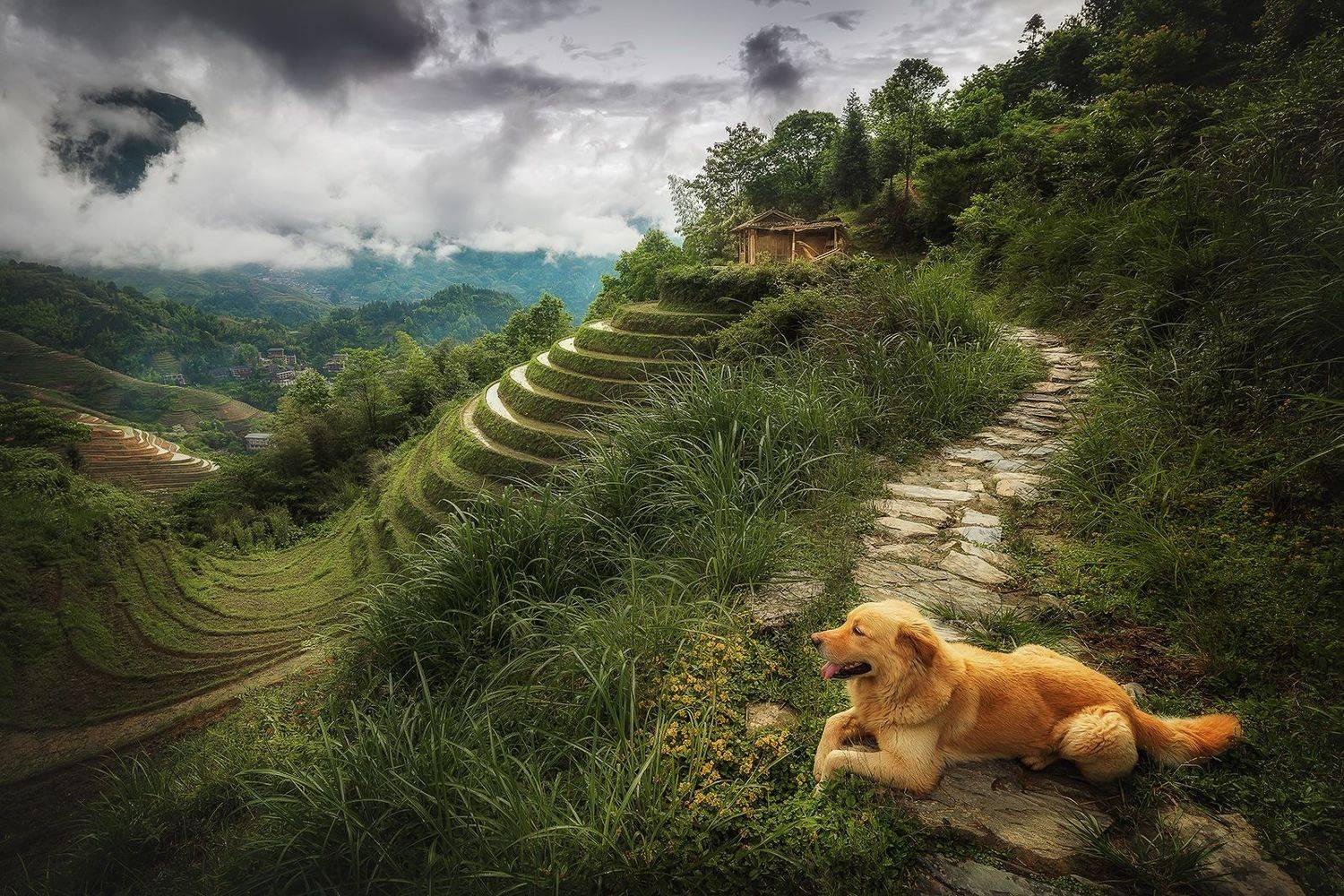 пейзаж, китай, рисовые террасы, landscape, china, mountains, rice terrace, 龙脊梯田, Токарев Олег