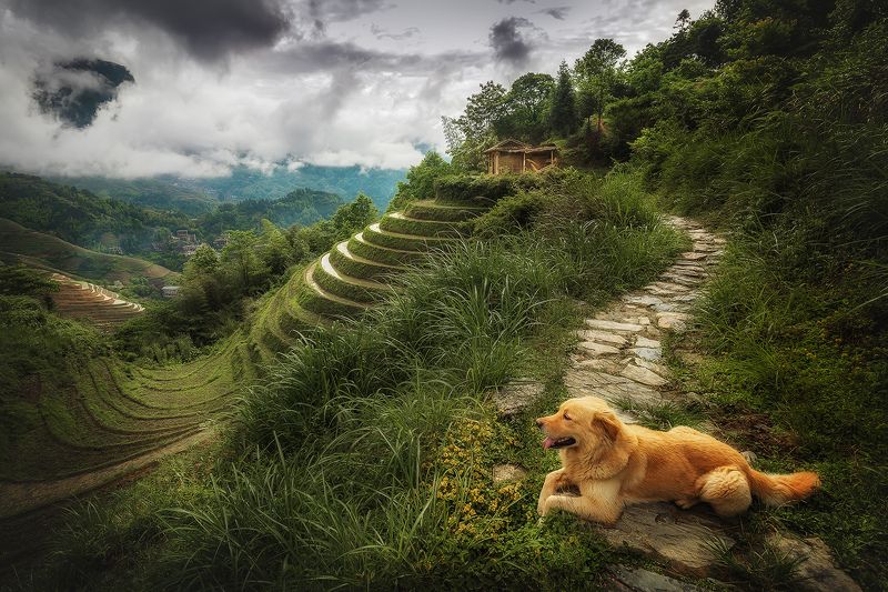 пейзаж, китай, рисовые террасы, landscape, china, mountains, rice terrace, 龙脊梯田 Прогулка после дождика фото превью