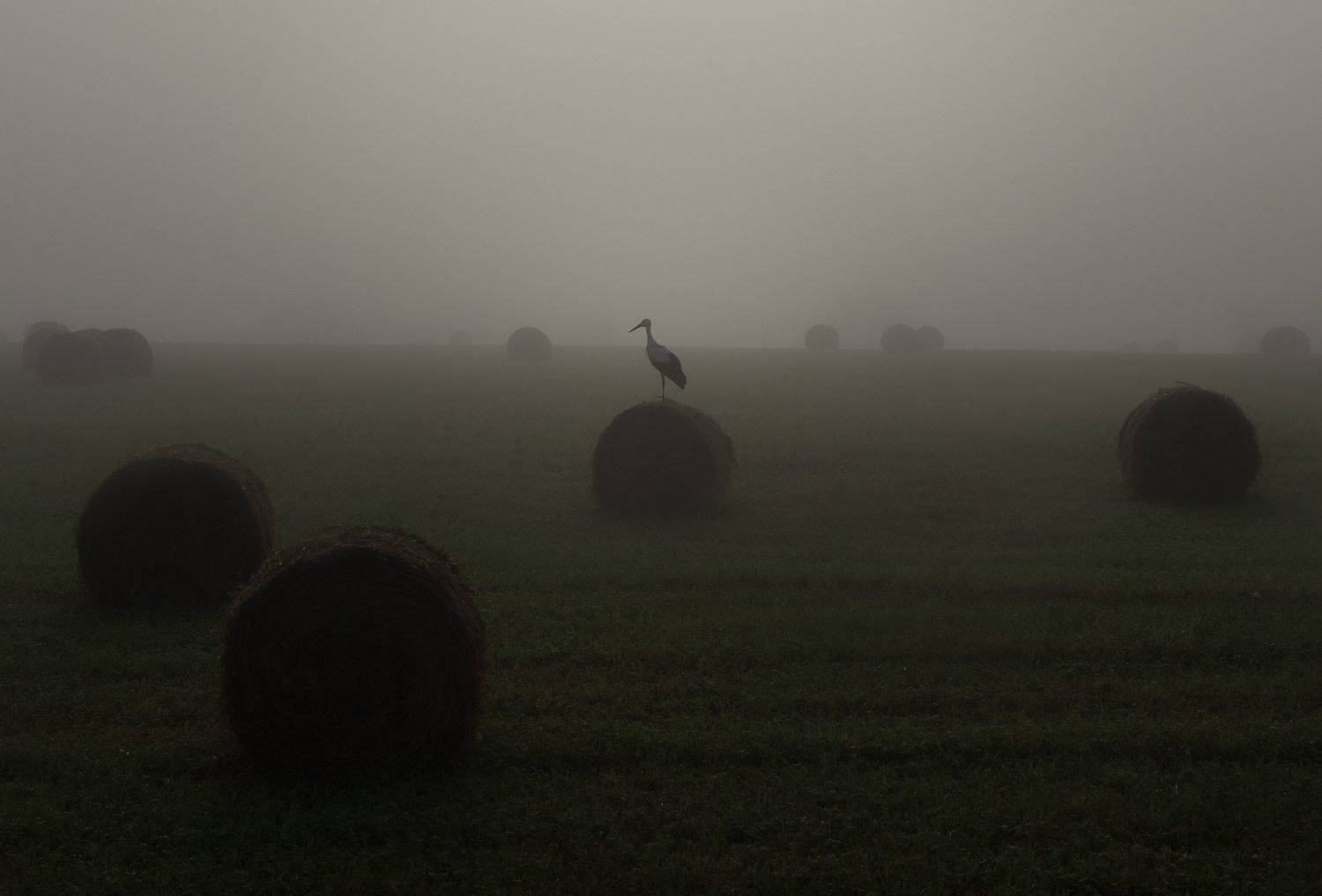 лес, свет, утро, природа, Баранов Олег
