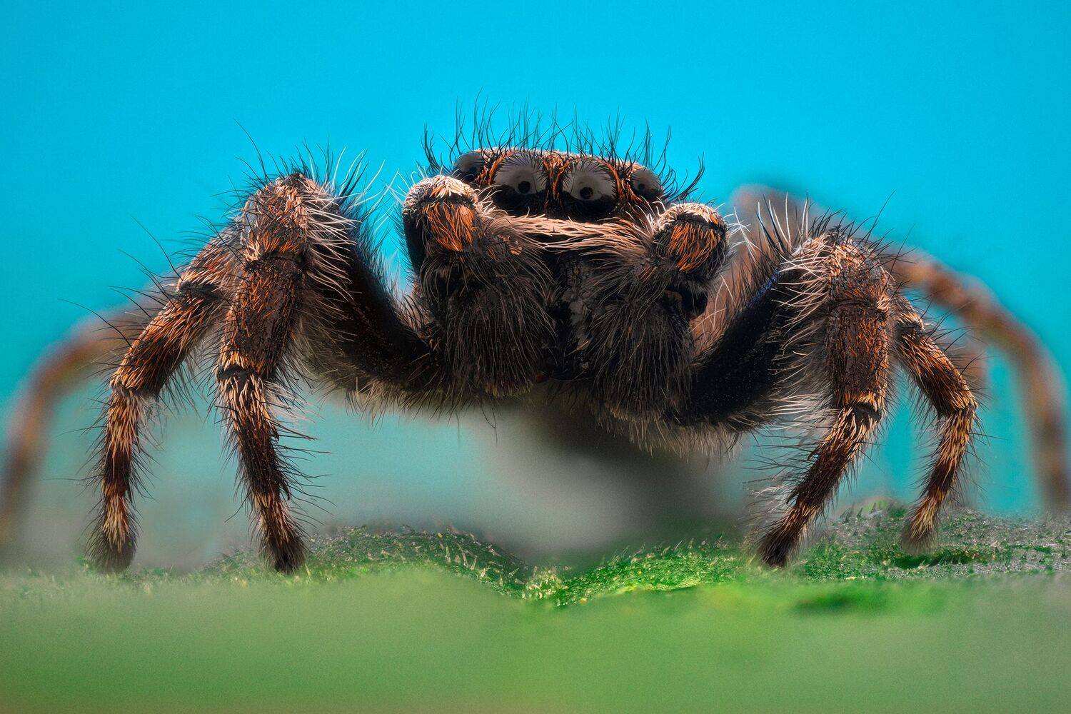 ceclii, nikon d5600,macro,lomo3.7, Tsvetan Ganev