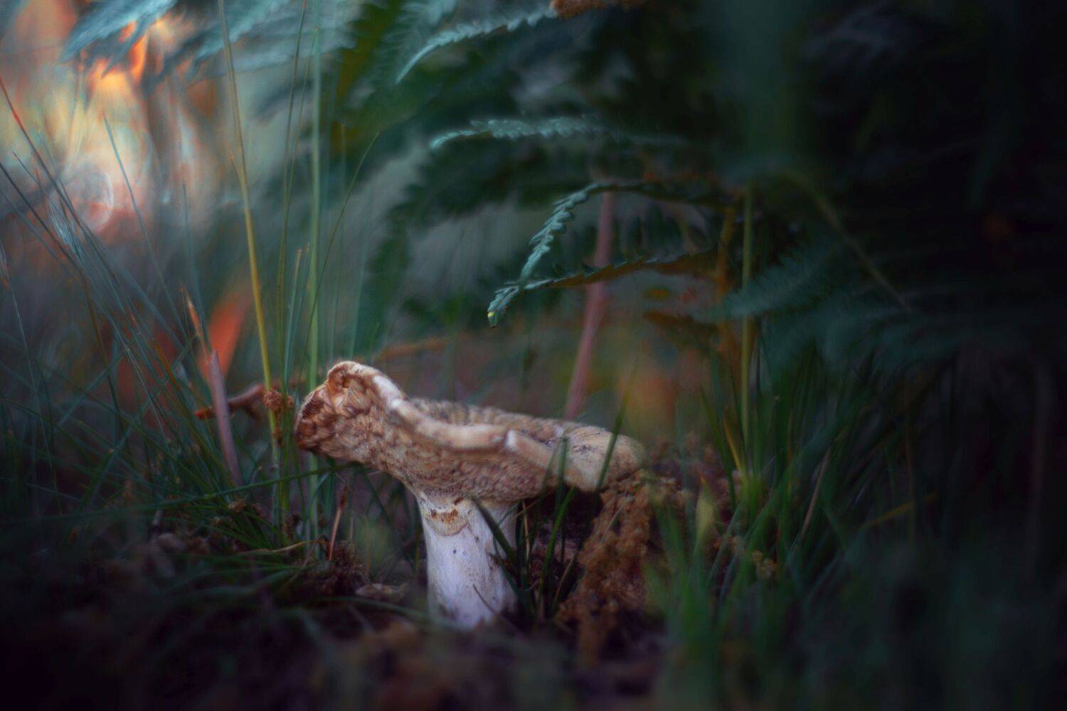 nature,mushroom,green,grass,light,sunlight,summer,zenit,helios,85mm,, Борислав Алексиев