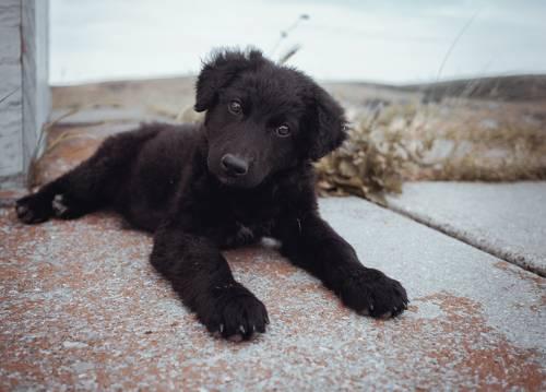 Встреча на холме.
