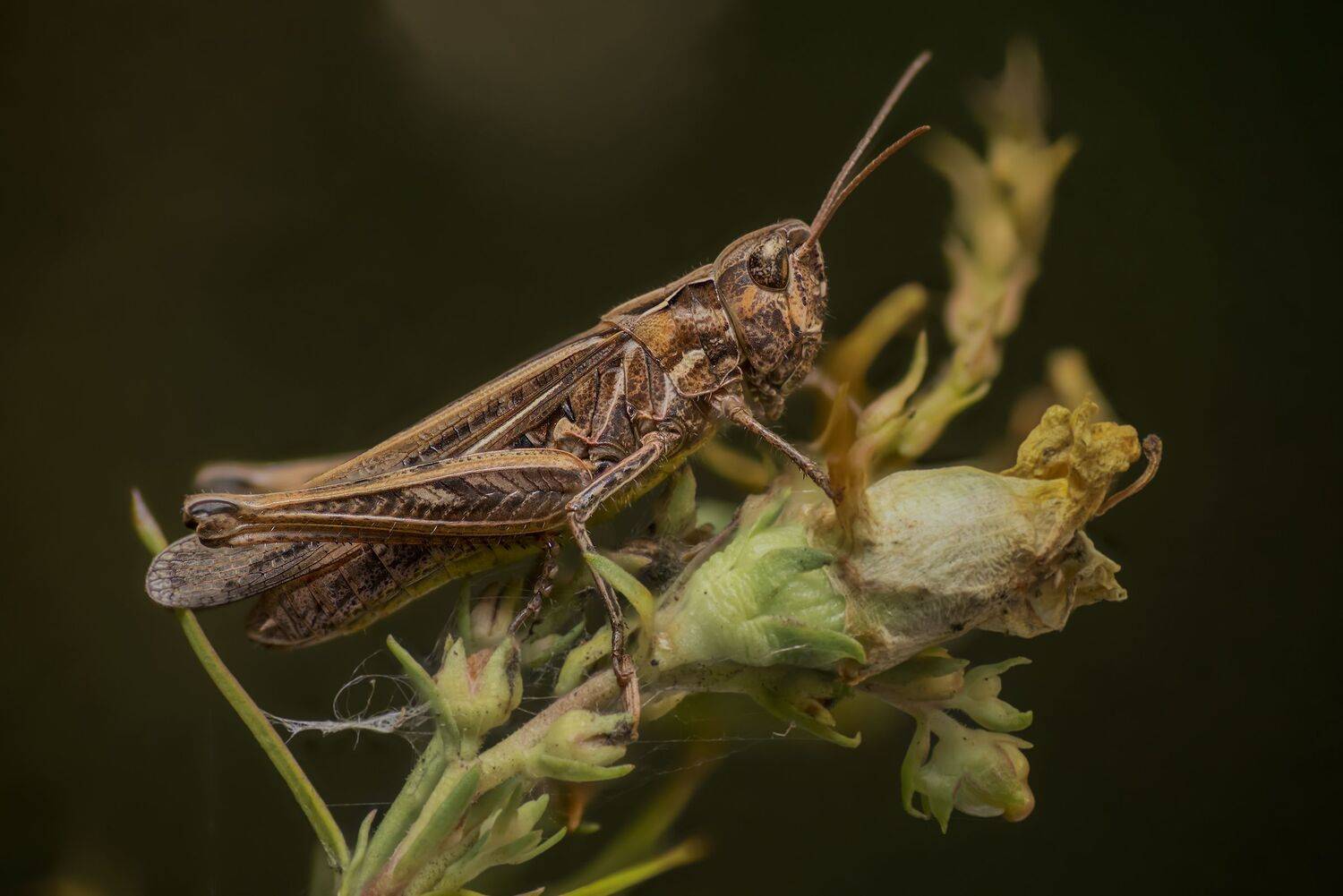 , Максим Вышарь