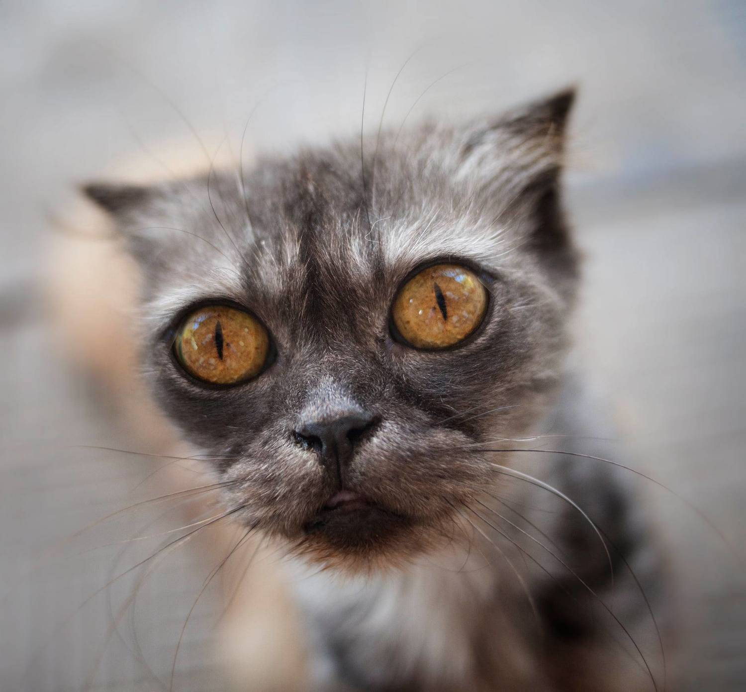 кот, кошка,котяра,портрет, Roma  Chitinskiy