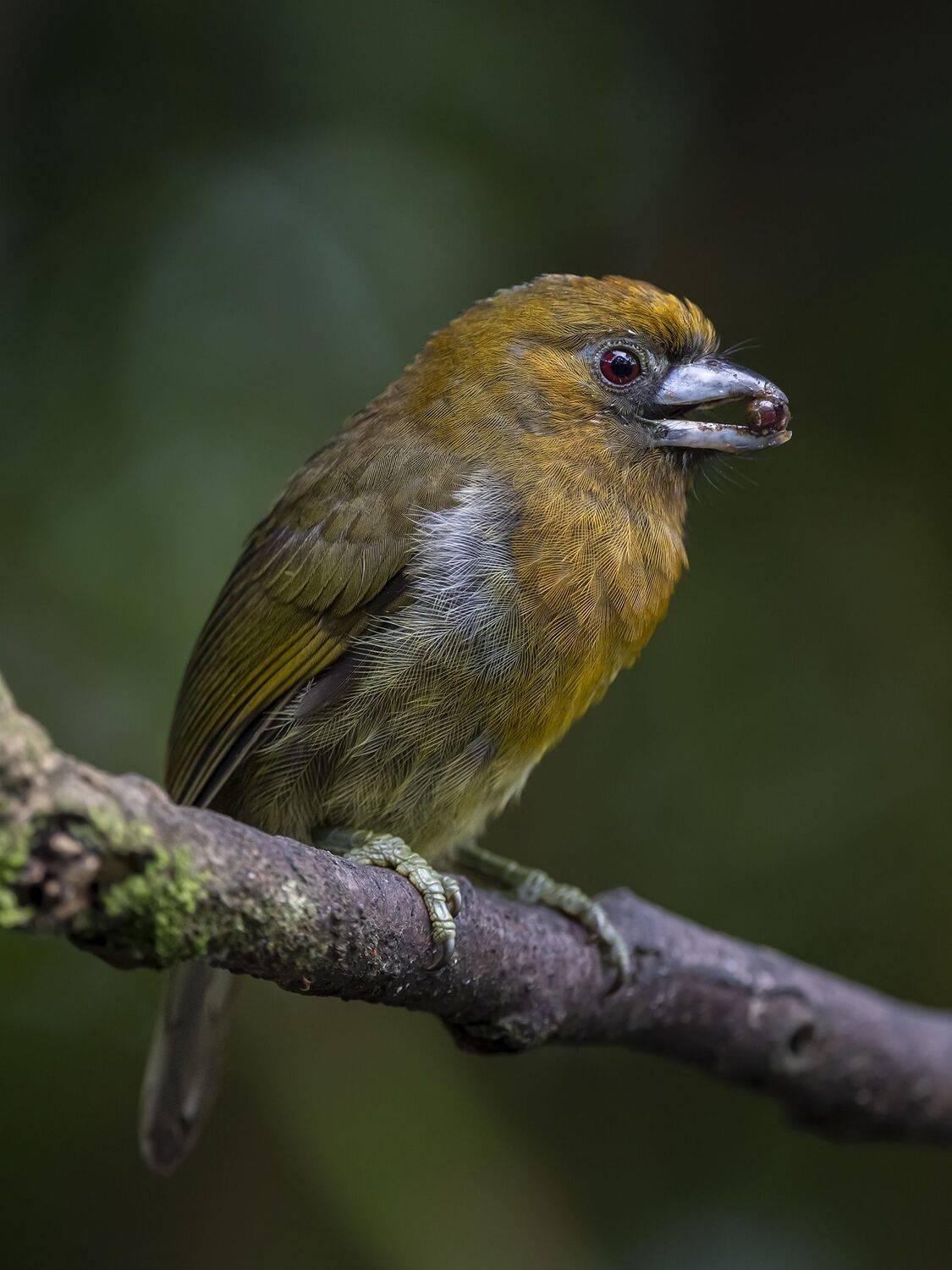 , Fernando Burgalin Sequeira