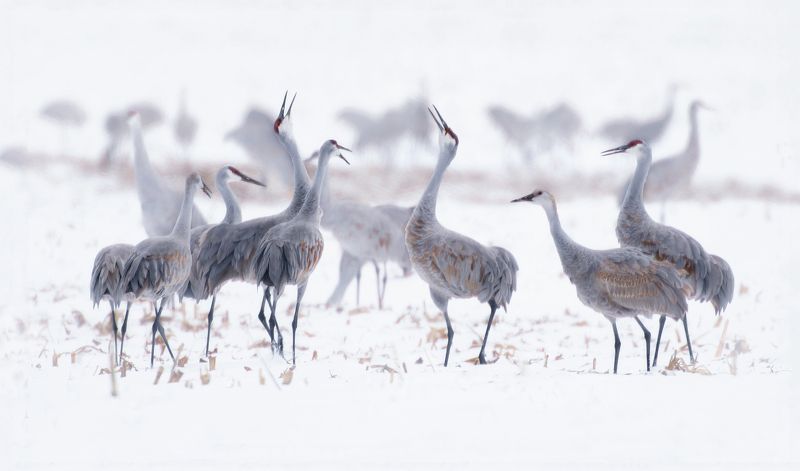 Трубадуры весны