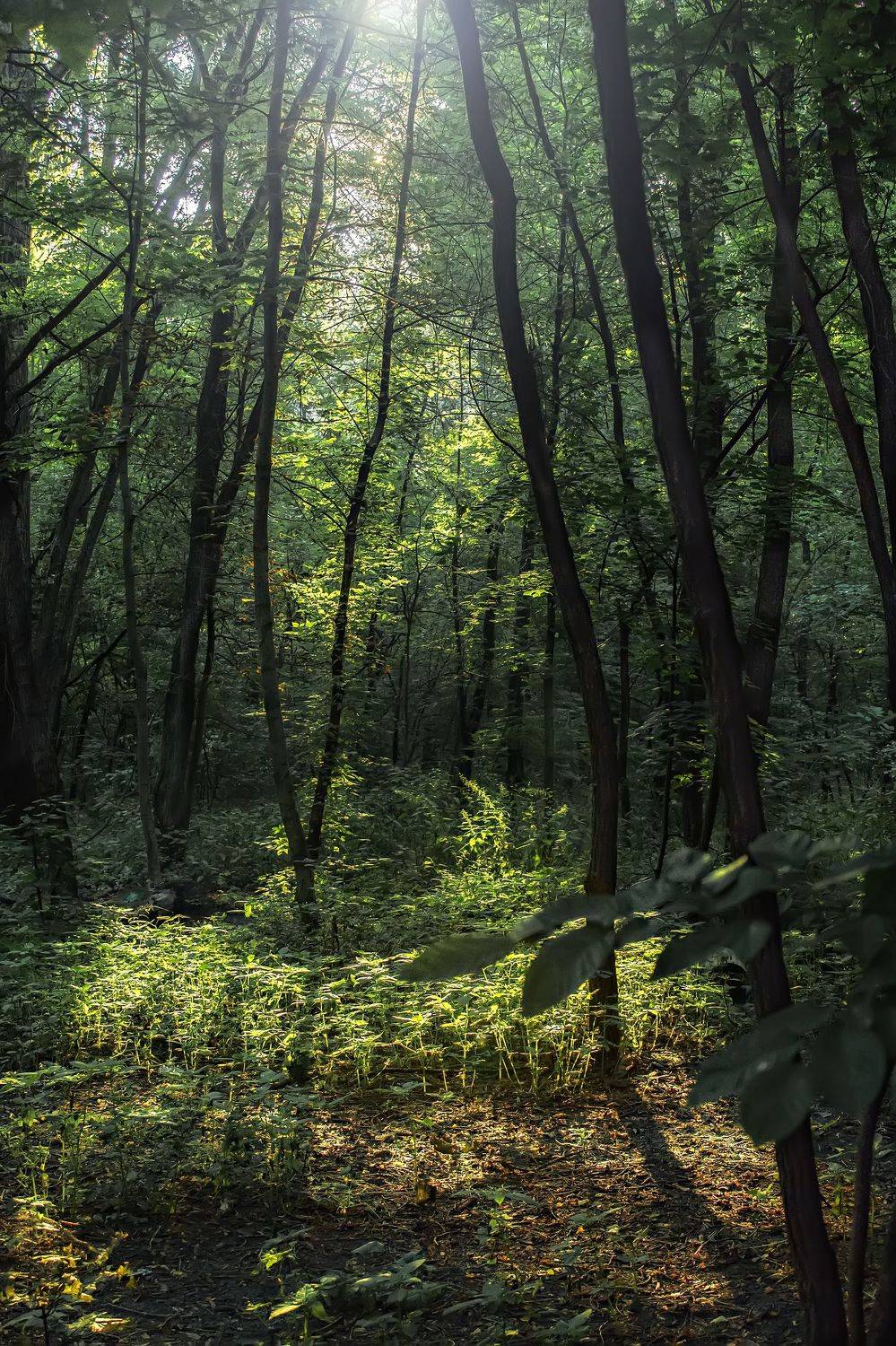 ,  Александр