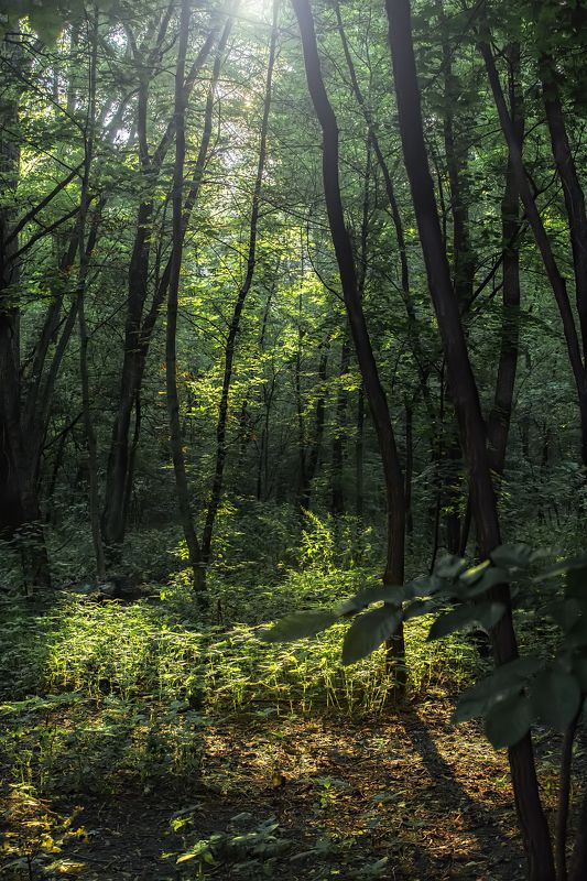 ** фото превью