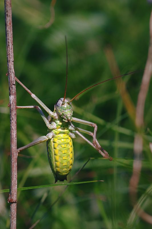 tokina 100 macro, beautiful, красивый, moment, момент, nature, природа, летняя, summer, лето, wildlife, insect, насекомое, grasshopper, кузнечик, green, зеленый, Утренняя зарядка от спортсмена кузнечика! фото превью