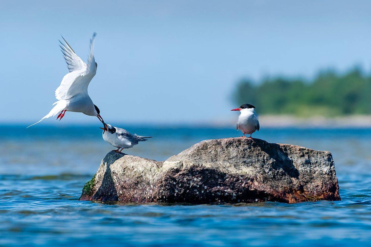, Александр Абросимов