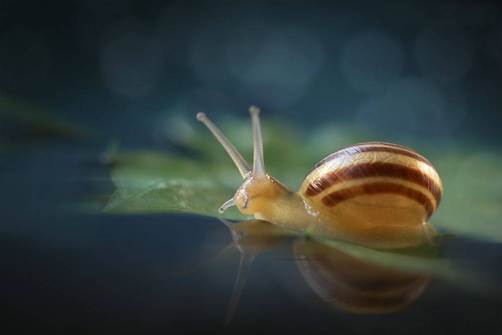 макро, улитка, snail, macro, Марина Хилько
