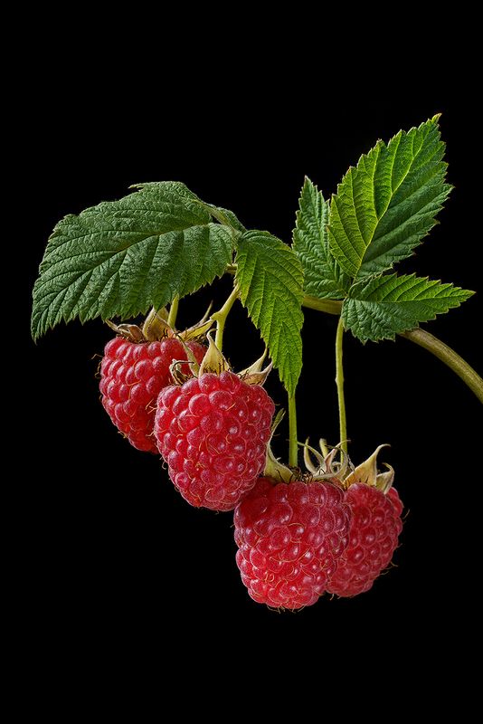 малина, флора, растение, плоды, крупный план, ягоды, ягода, еда, предметная фотография, фудфото Малиновый квартет фото превью