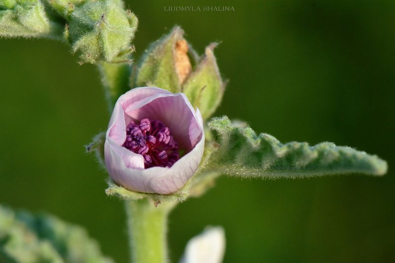 Althaea officinalis L. фото превью