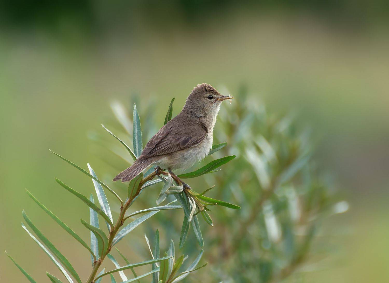 птица, северная бормотушка,, Марина Мочалова