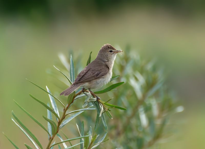 птица, северная бормотушка, Северная бормотушка.. фото превью