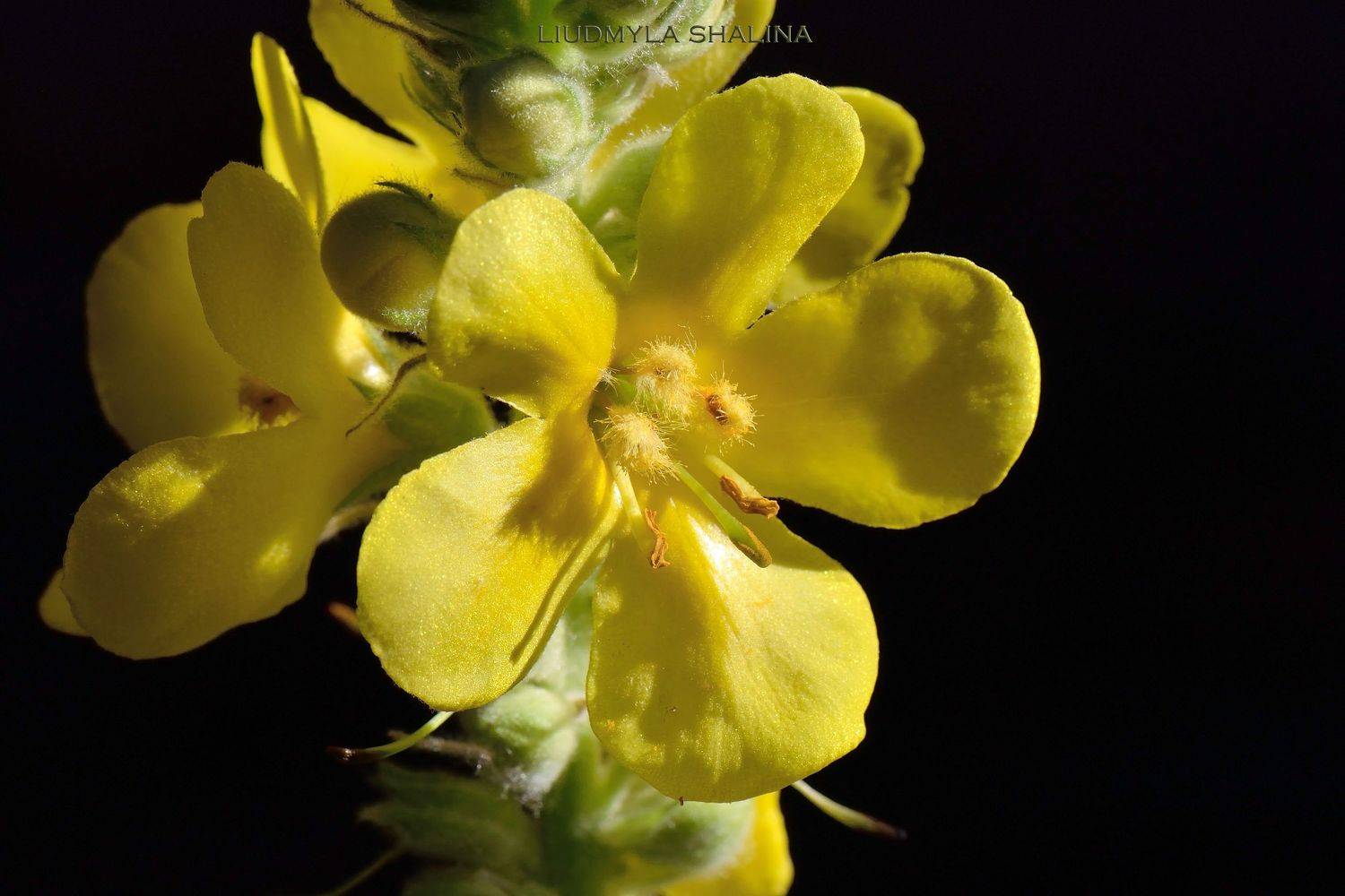 , Людмила Шалина