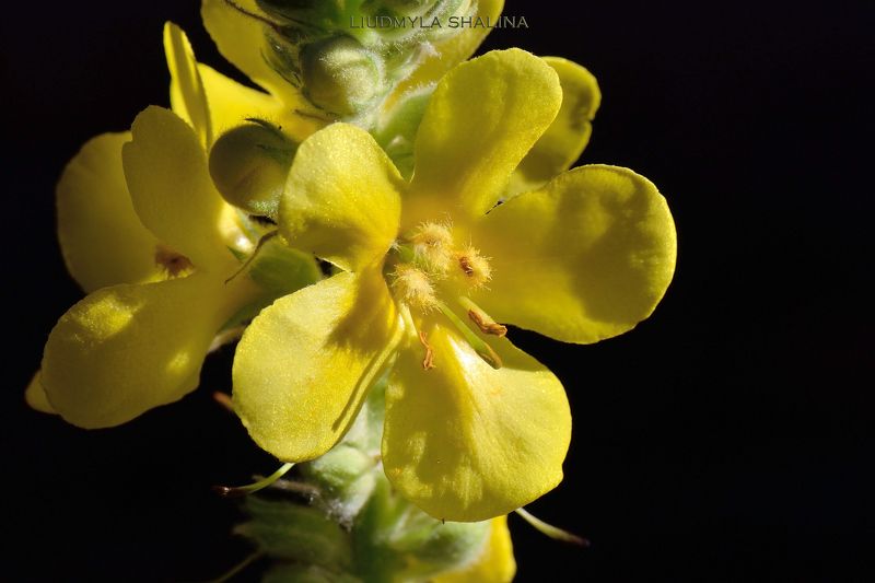 лат. Verbáscum phlomoídes фото превью