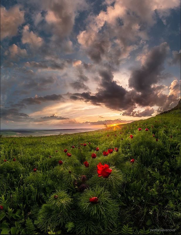 пионы, бештау, верблюдогорка, поле, закат, кмв, кавказ, ессентуки …цветут последние пионы фото превью