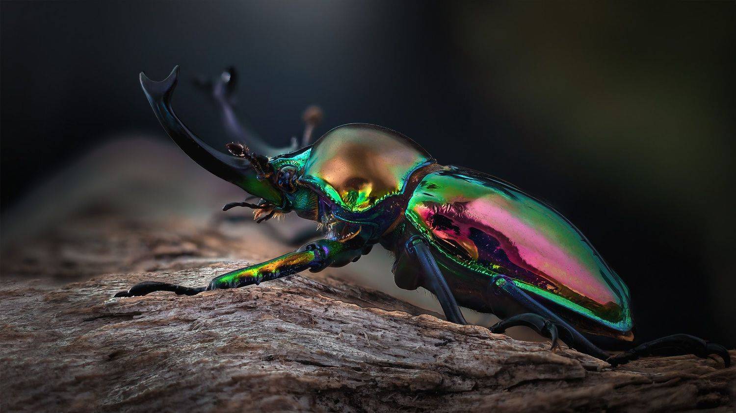 phalacrognathus, muelleri, Eugenijus Kavaliauskas