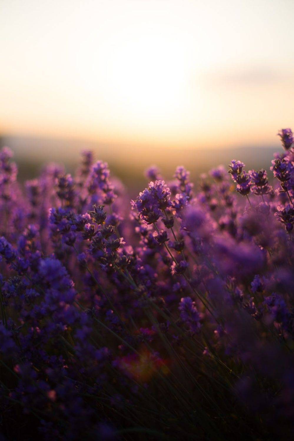 лаванда, солнце, тепло, лето, закат, Алёна Салтыкова