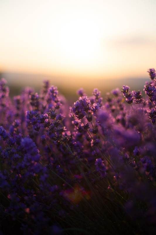 лаванда, солнце, тепло, лето, закат Краски заката фото превью