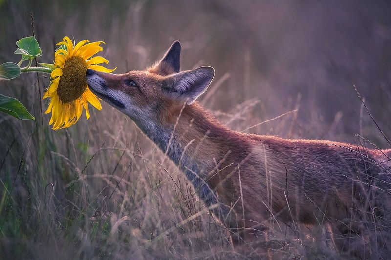 Эстетка фото превью
