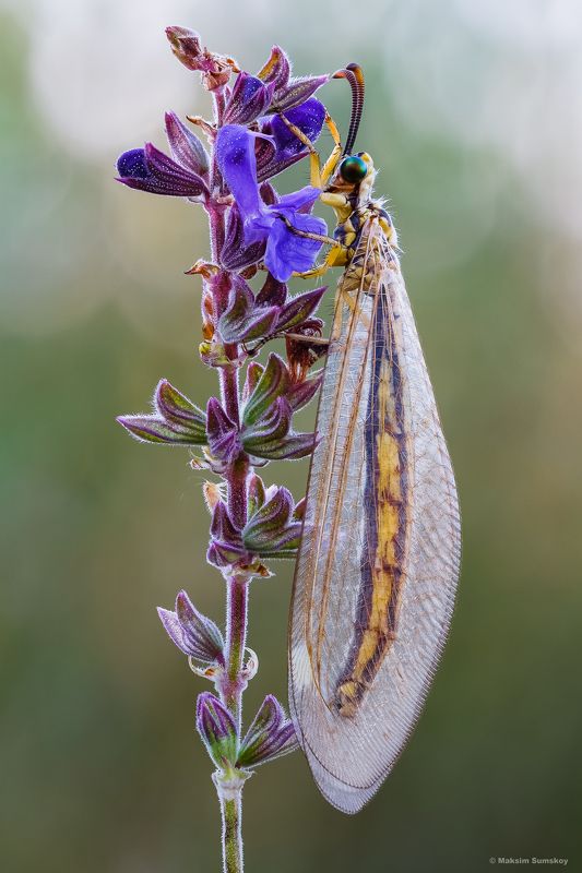 Муравьиный лев фото превью