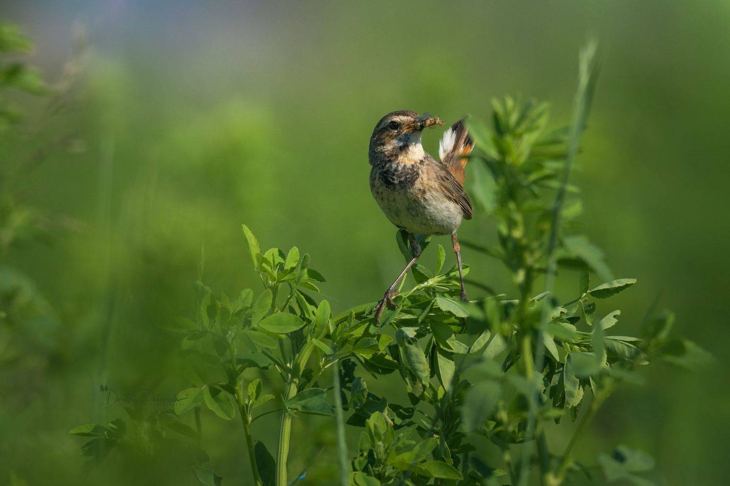 природа, лес, поля, огороды, животные, птицы, макро, Дмитрий Посевич