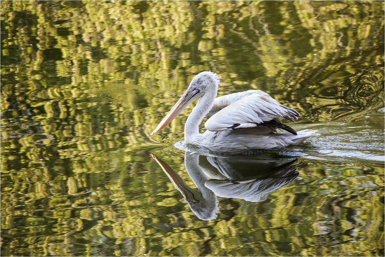 пеликан, КарОл