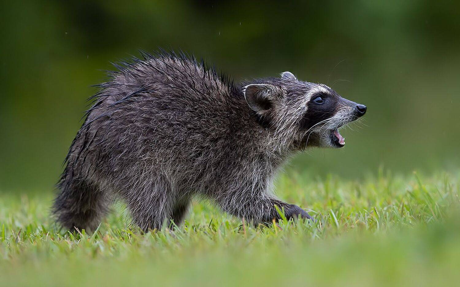 енот обыкновенный, енот-полоскун, raccoon, енот, дикие животные, животные, animals, Elizabeth Etkind