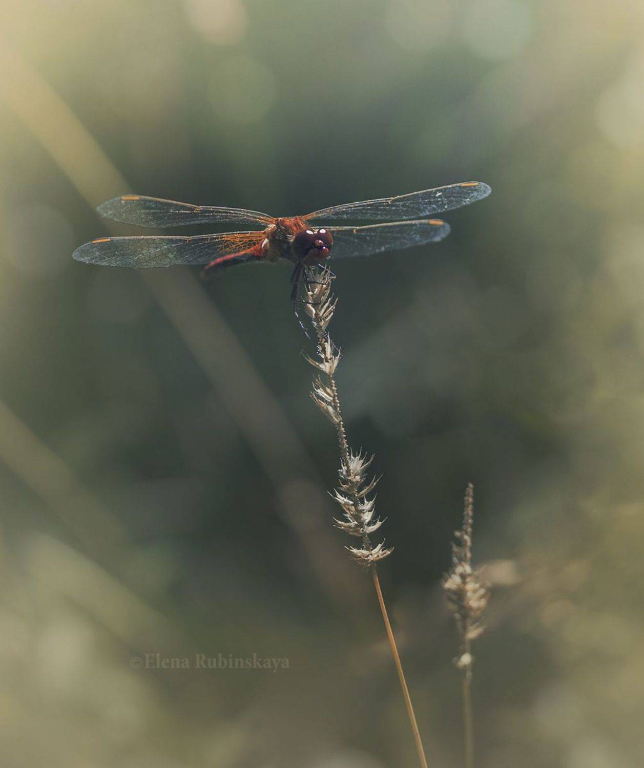 , Елена Рубинская